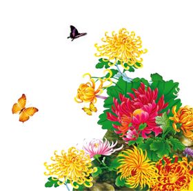 菊花朵贺卡卡通朵插画朵朵儿