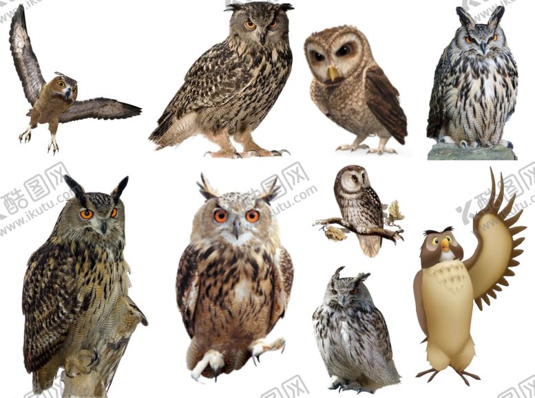 编号：50740609281000151841【酷图网】源文件下载-猫头鹰png免扣高清素材