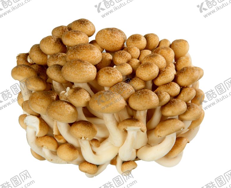 编号：62927410011144586746【酷图网】源文件下载-蘑菇