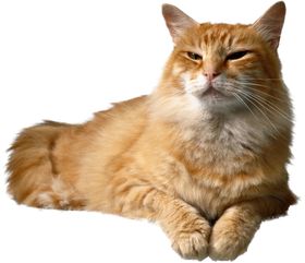 可爱动物猫咪