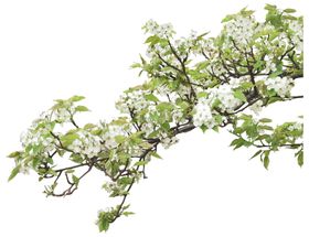 开花的仙人掌