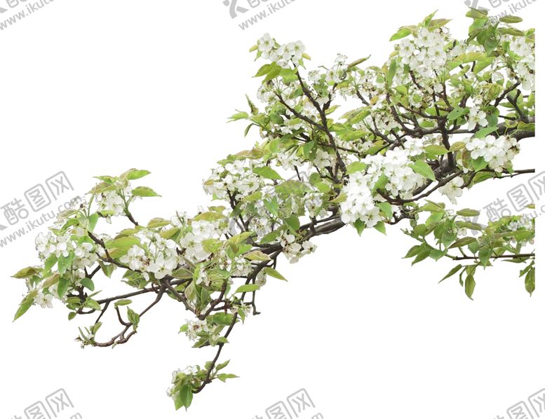 编号：11872307051918384282【酷图网】源文件下载-开花的植物