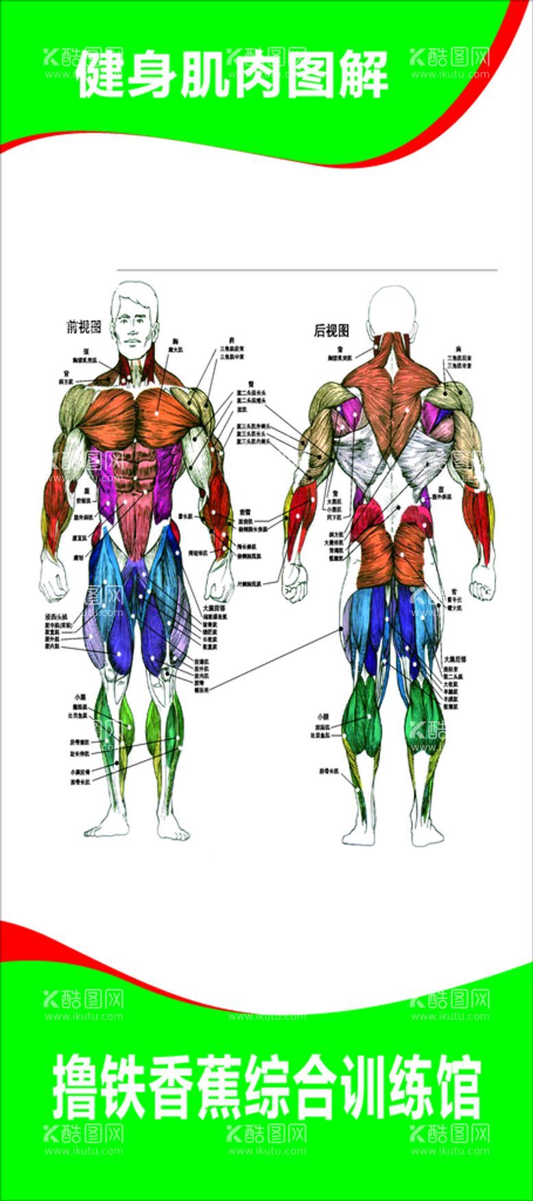 编号：04861510111151011964【酷图网】源文件下载-健身肌肉图解