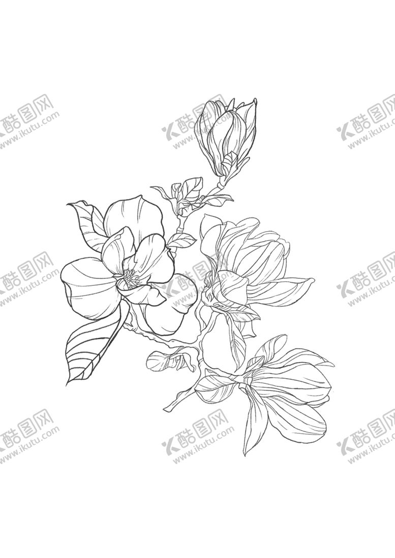 编号：44268906271507469799【酷图网】源文件下载-白描花卉线稿分层