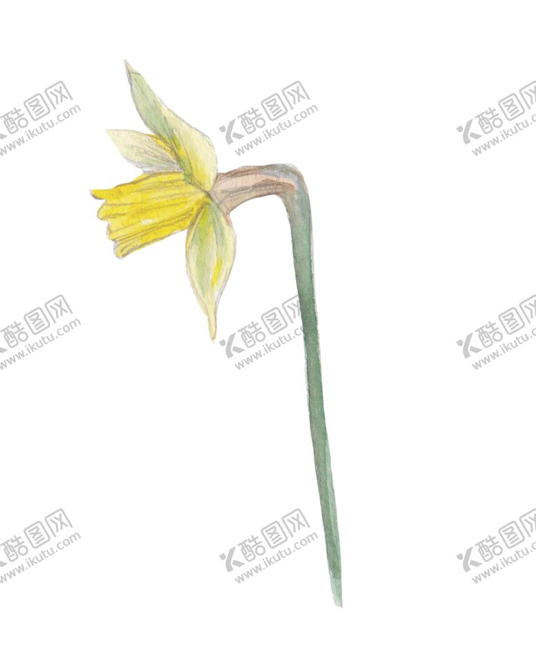 编号：30623107121127424421【酷图网】源文件下载-手绘植物