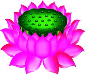 矢量荷花