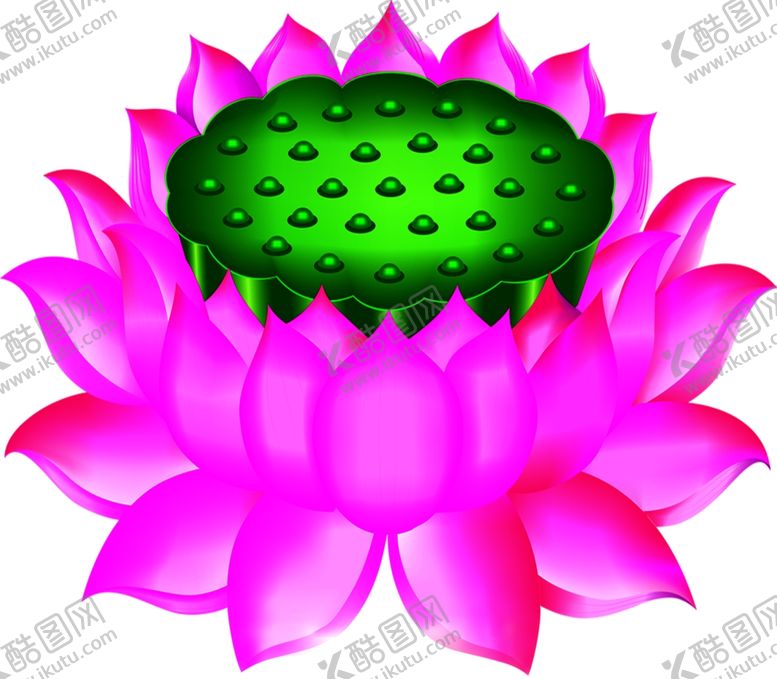 编号：50894806191511324493【酷图网】源文件下载-矢量荷花