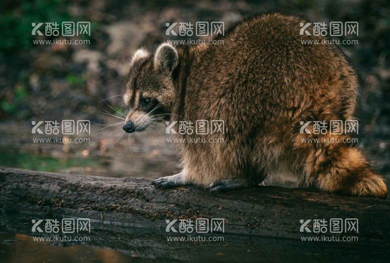 编号：86594912142315455745【酷图网】源文件下载-浣熊