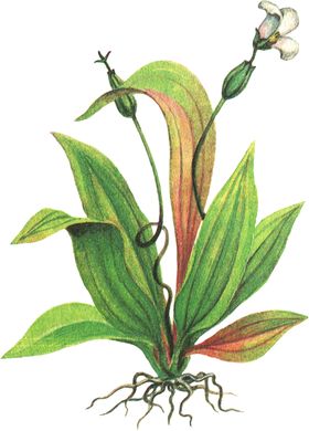 水生植物素材