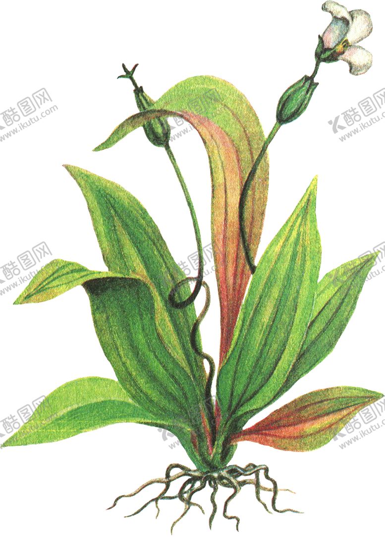 编号：44631805040442102186【酷图网】源文件下载-免扣水生植物素材图片