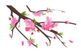 手绘粉色桃花免扣素材图片印林背景十里