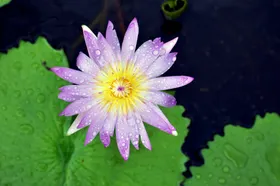 百合花草自然景观摄影植物