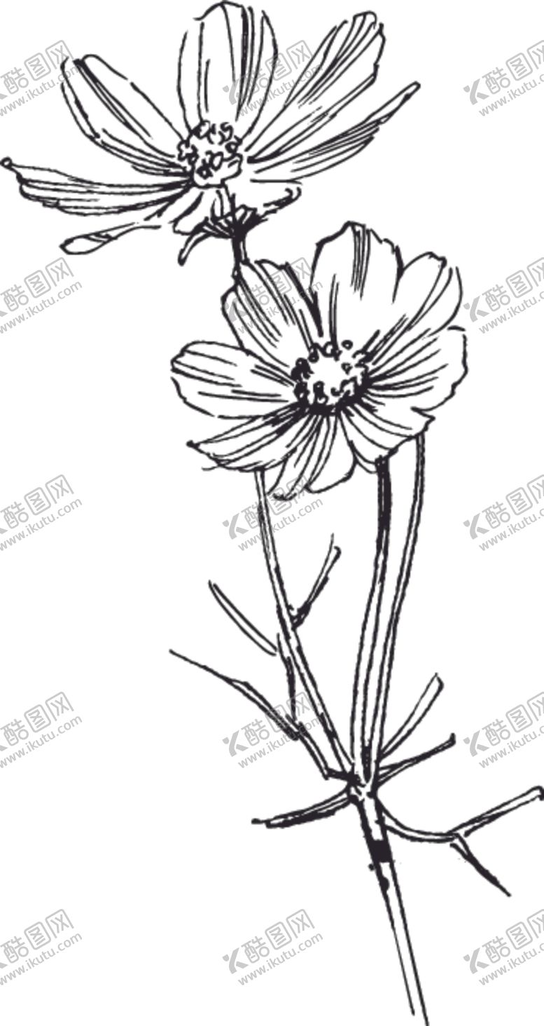 编号：34200909230435082267【酷图网】源文件下载-素描鲜花