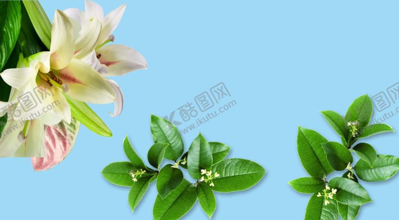 编号：59053210211840306269【酷图网】源文件下载-飘浮树叶