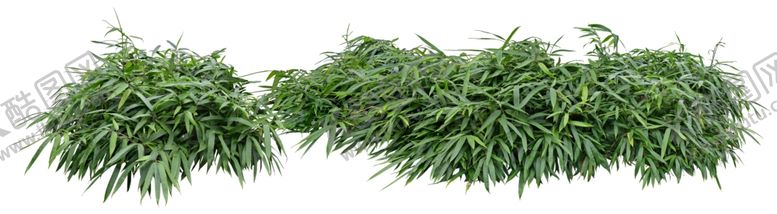 编号：36915509211430347876【酷图网】源文件下载-赤竹草丛