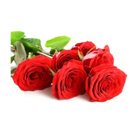 玫瑰花玫瑰花瓣红玫瑰