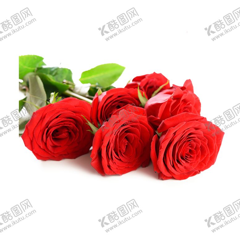 编号：32266409190325257852【酷图网】源文件下载-玫瑰花玫瑰红玫瑰