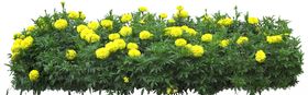 小花贴图素材黄花