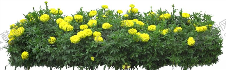 编号：67690609261705574540【酷图网】源文件下载-小花贴图素材黄花