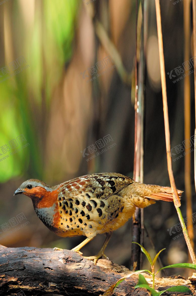 编号：15552110071035162850【酷图网】源文件下载-灰胸竹鸡