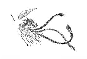 中国古典花纹