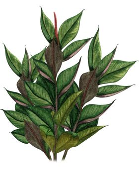 绿植水彩插画