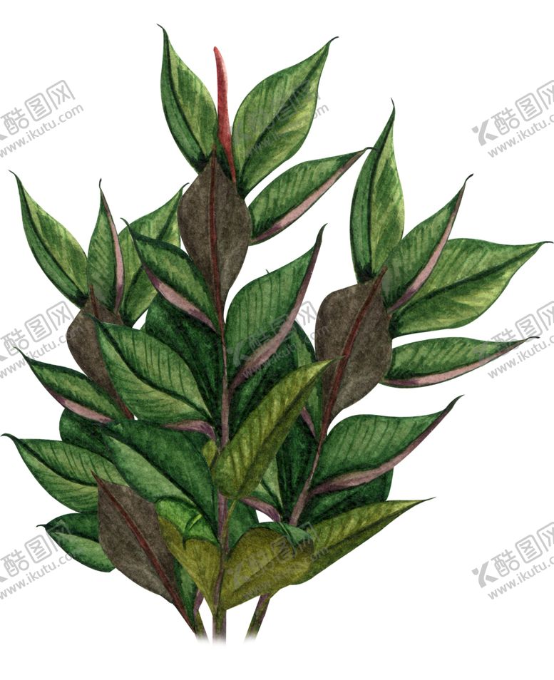 编号：66695005120255519633【酷图网】源文件下载-绿植水彩插画
