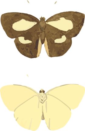 惊蛰昆虫中式插画海报