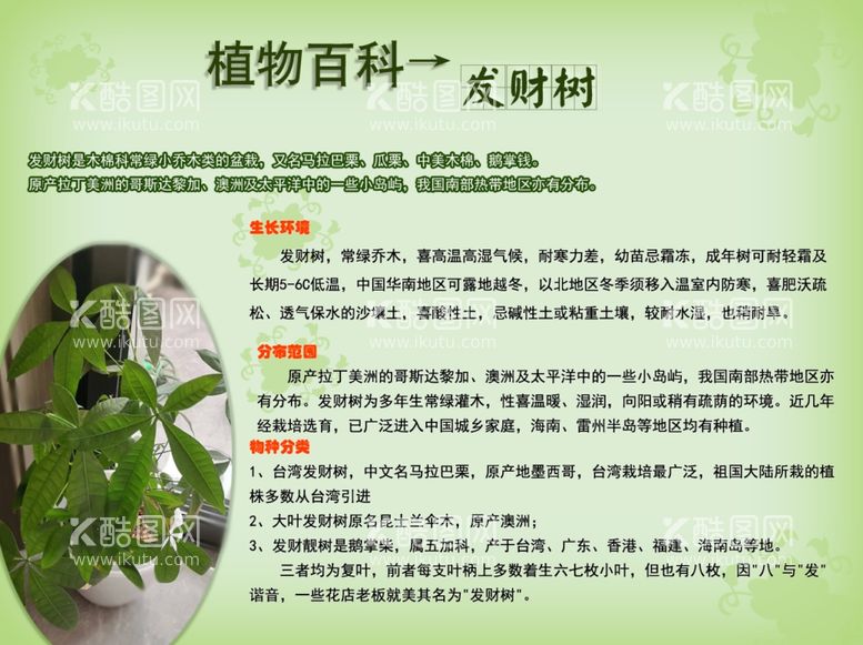 编号：60105311300437168382【酷图网】源文件下载-植物百科系列发财树