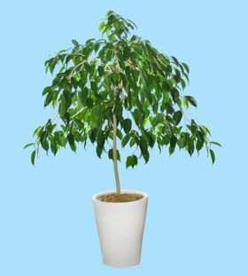 花盆花
