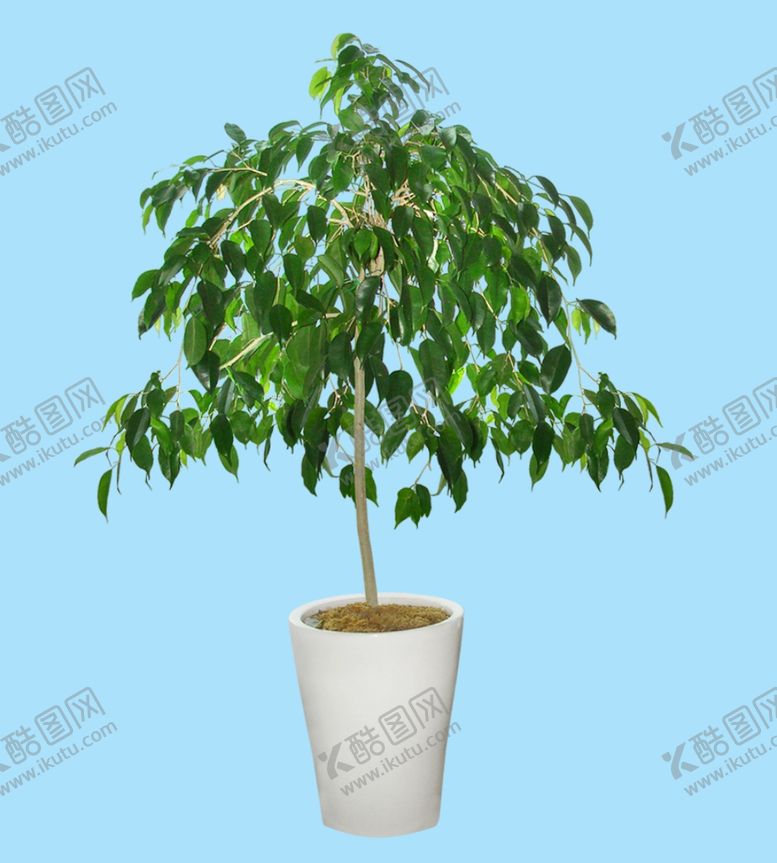 编号：14768106241941271732【酷图网】源文件下载-花盆花