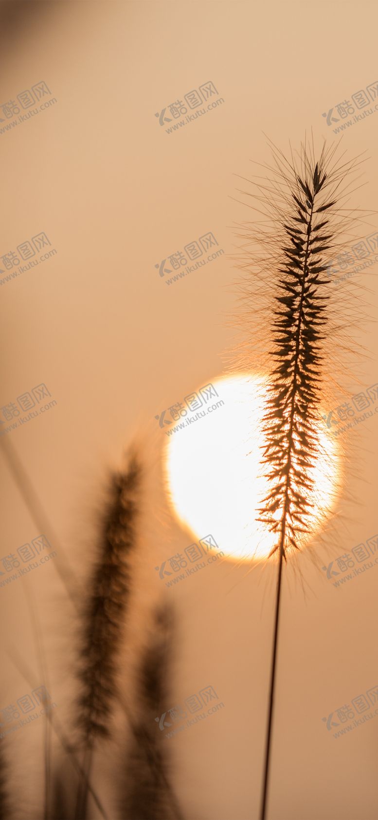 编号：40194405092126175162【酷图网】源文件下载-手机壁纸