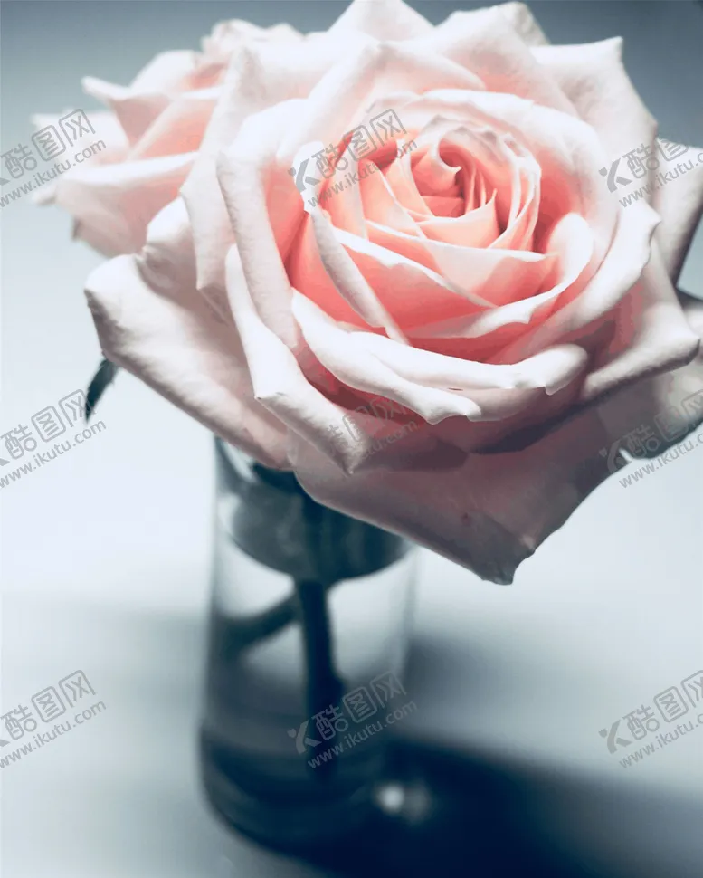 编号：98305706251401019805【酷图网】源文件下载-玫瑰花