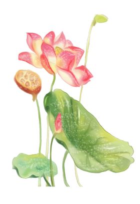 荷花元素手绘装饰朵
