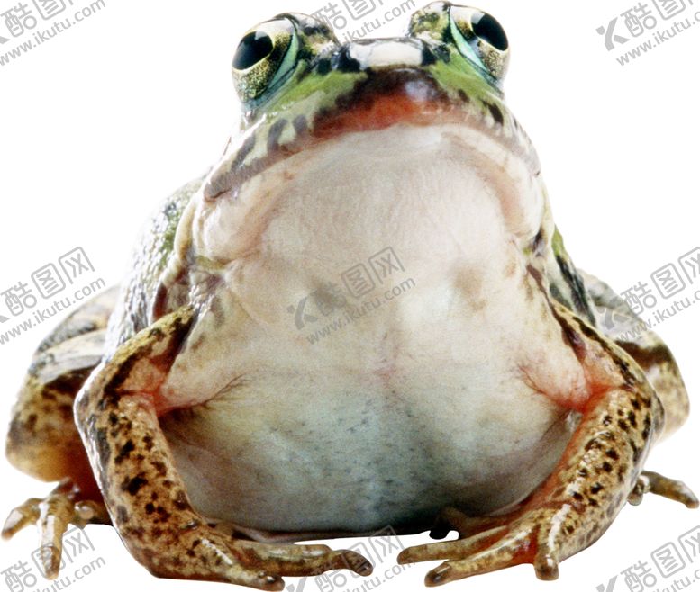 编号：90287409271655085255【酷图网】源文件下载-动物蛙类图谱