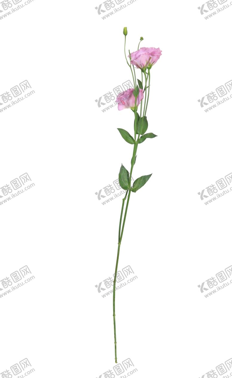 编号：61663807140434241997【酷图网】源文件下载-单只花退底鲜花花枝花朵