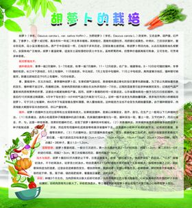 胡萝卜的栽培
