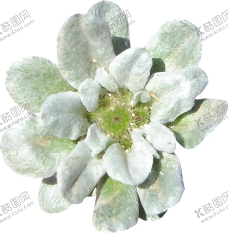 编号：87154806231741108789【酷图网】源文件下载-鲜花素材