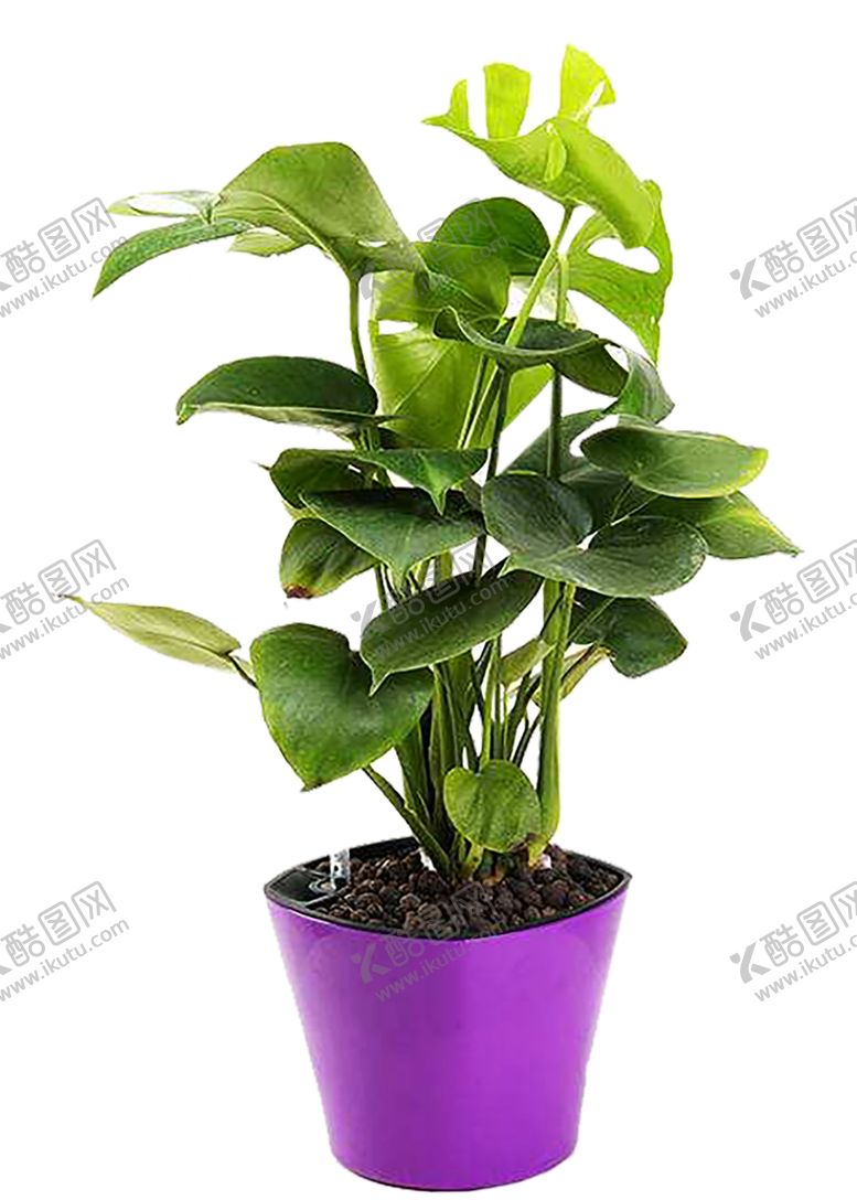 编号：83333410221636561101【酷图网】源文件下载-绿色植物