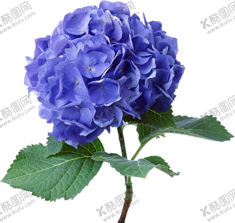 编号：84411507061314193128【酷图网】源文件下载-紫色鲜花