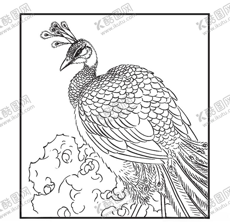 编号：17369610291739292370【酷图网】源文件下载-孔雀