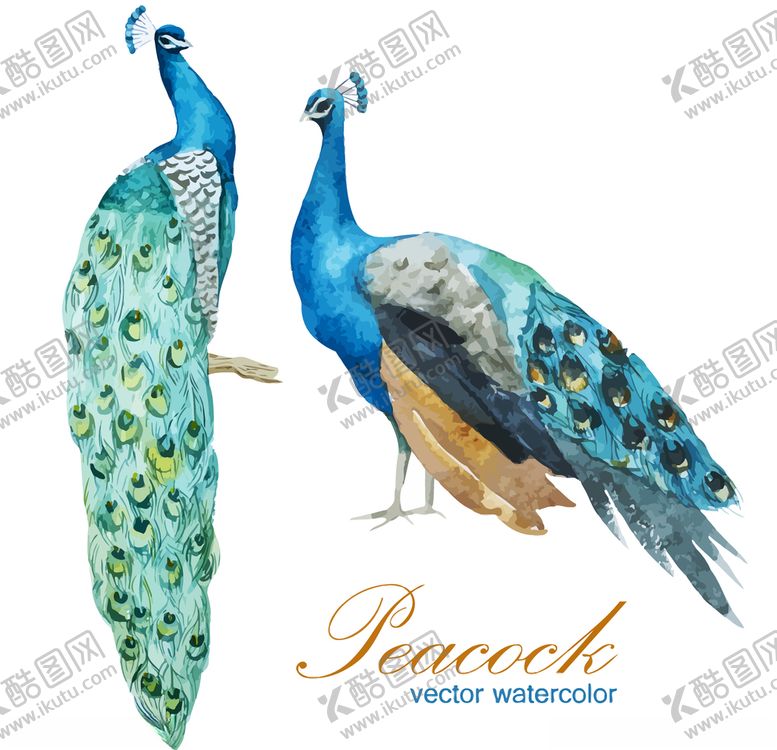 编号：68606310141040213787【酷图网】源文件下载-孔雀