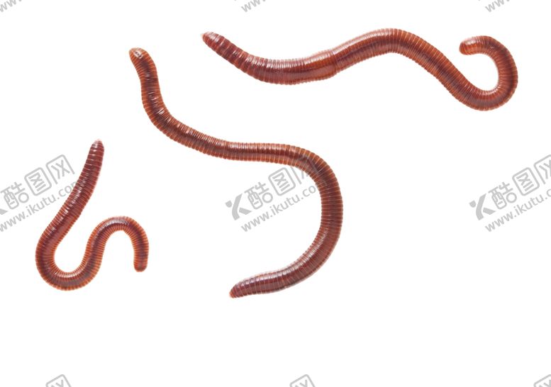 编号：40595409282026237440【酷图网】源文件下载-蚯蚓