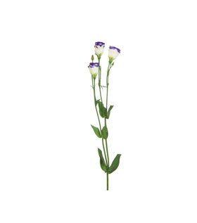 单只花退底鲜花花枝花朵