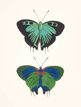 蝴蝶