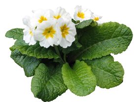 免扣花卉素材