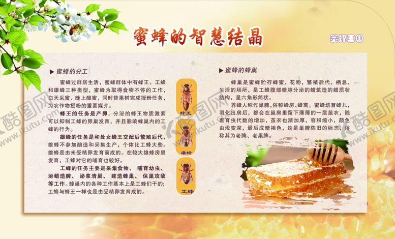 编号：55563602211003533284【酷图网】源文件下载-蜜蜂展板