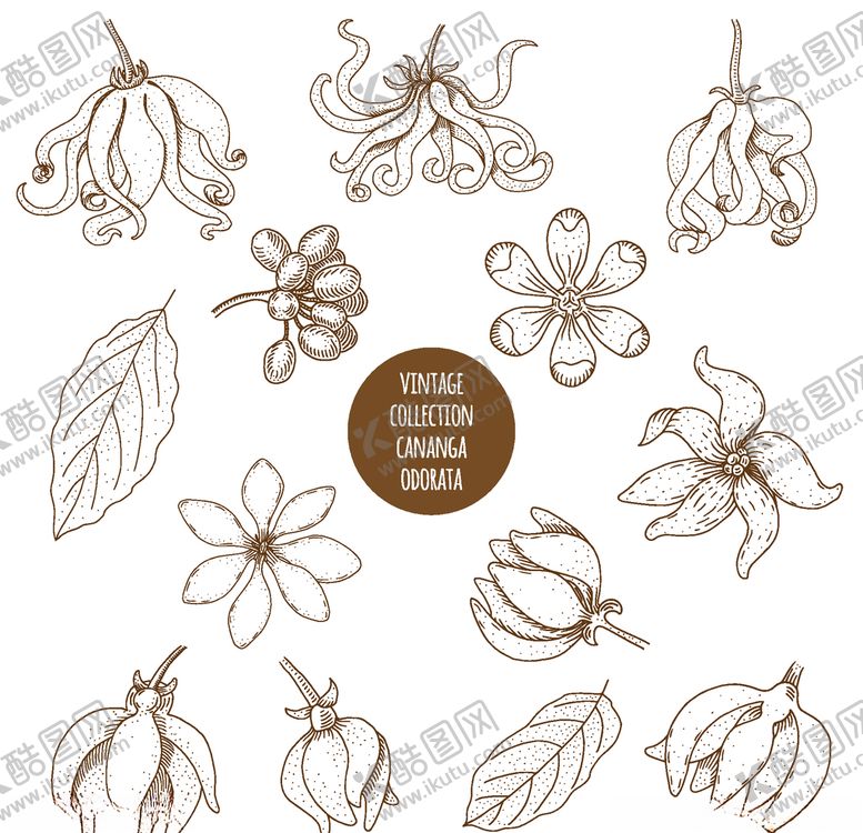 编号：75118610030913104832【酷图网】源文件下载-植物线稿