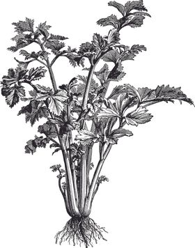 线描仙人掌植物