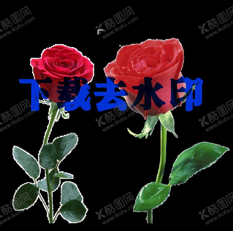 编号：14872909130407402698【酷图网】源文件下载-情人节玫瑰花实物植物花朵